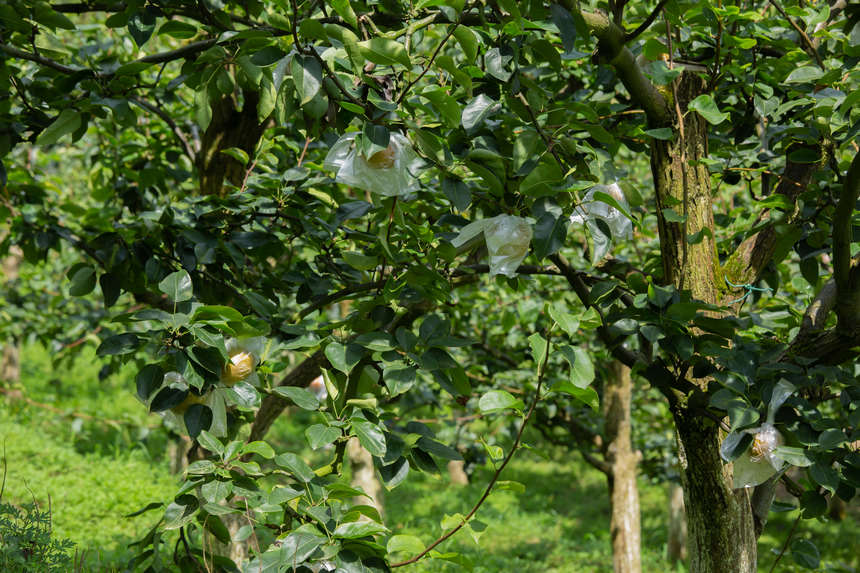 pȴlչ@aIʮ γҎģW z