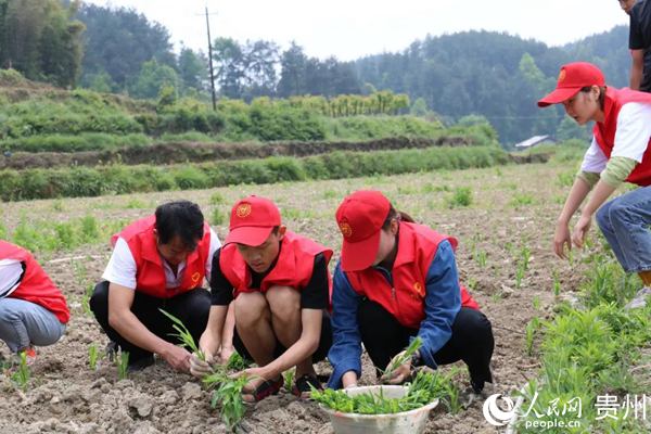 遵義新蒲：寫好“四字”文章 文明村鎮創建全覆蓋為深入實施鄉村振興戰略，著力提升農村精神文明建設水平，深化群眾性精神文明創建活動，新蒲新區制定《遵義市新蒲新區“四在農家·文明村鎮”創建活動三年行動方案》……