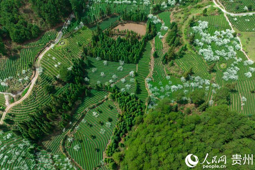 ĸȪƺ悸dţLʲ@W woz