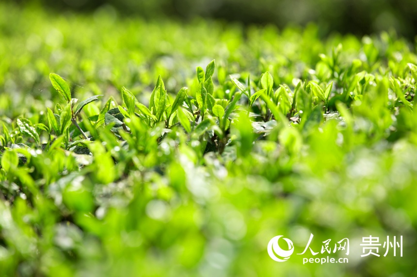 ѿGⰻȻW z