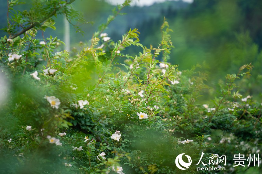 Nֲ؃滨֦^ӭLuҷW Ϳz