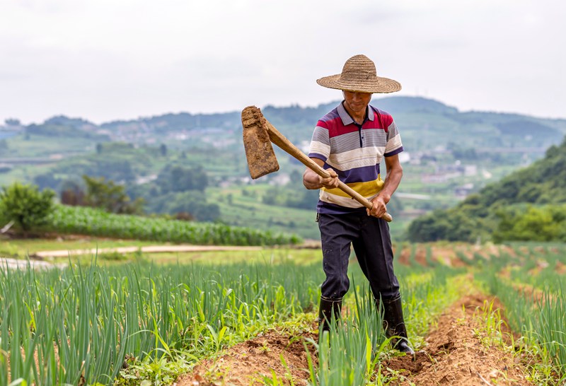 2022年6月21日，村民在貴州省黔西市杜鵑街道大興社區蔥地除草。