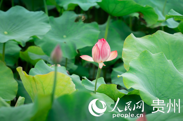 蓬萊村“蘑力小鎮”景區內盛開的荷花。人民網 涂敏攝