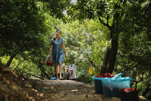 體驗采摘樂趣。文杰攝