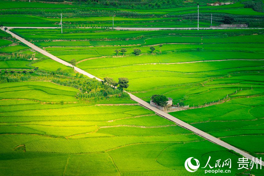 傍晚斑駁的陽光在水稻上滑過，整片稻田宛如一幅美麗的風景畫。人民網 涂敏攝