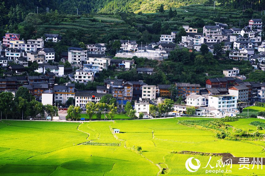 稻田和周圍的民居。人民網 皇甫萬里攝