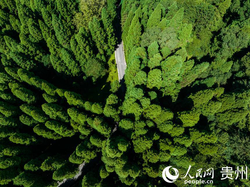 陽光灑在茂密的森林上。人民網 陽茜攝