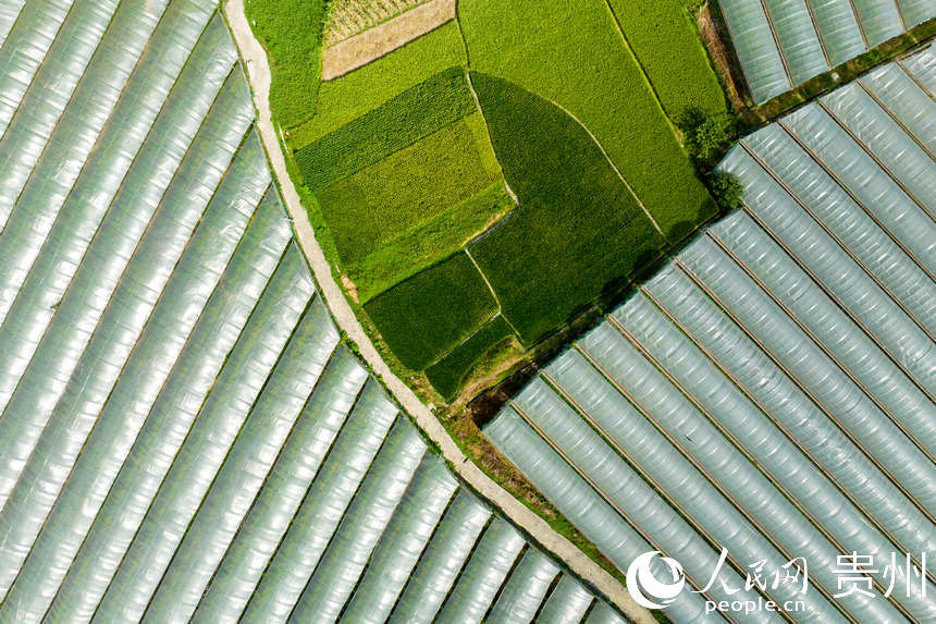 航拍群山環抱的長官司虹妤葡萄園。人民網 涂敏攝