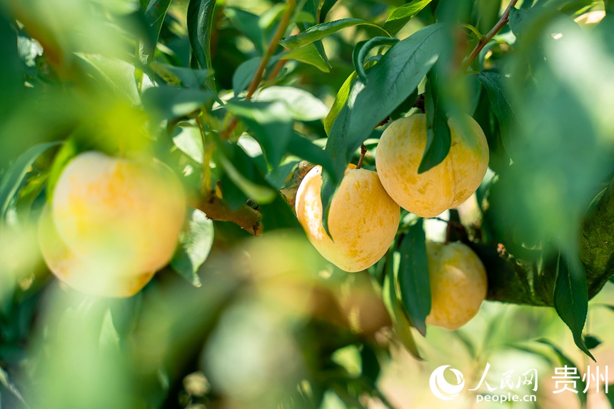 李樹上成熟的金秋李。人民網 涂敏攝