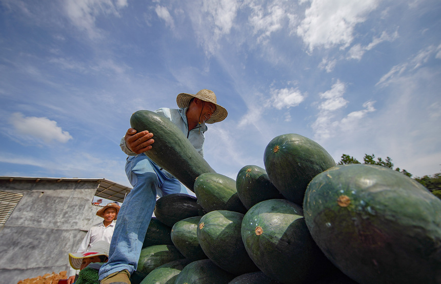 8月23日，村民把采收的冬瓜裝車。