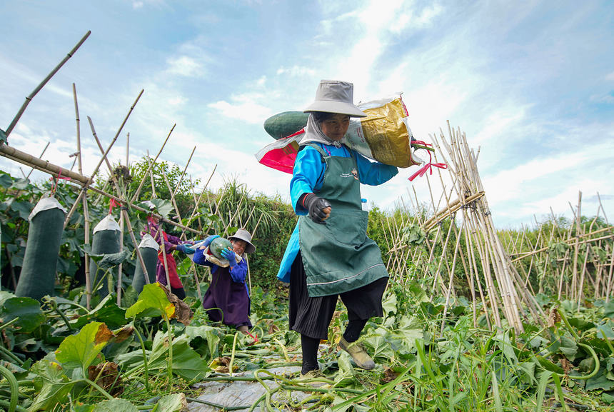 8月23日，村民在搬運采收的冬瓜。