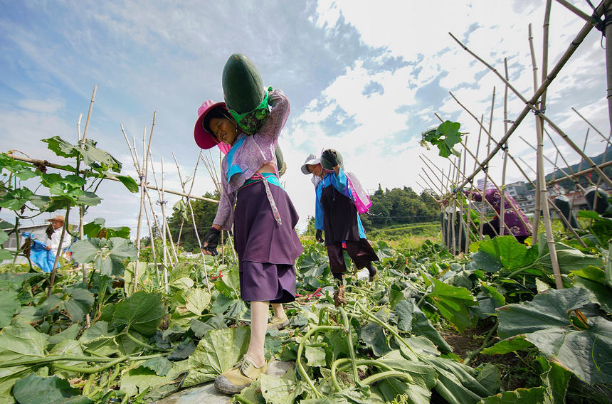 8月23日，村民在搬運采收的冬瓜。