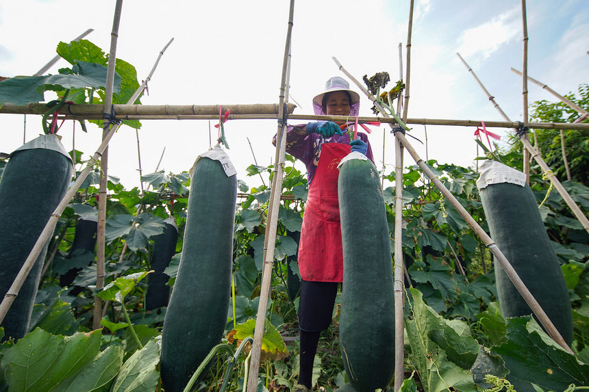 8月23日，村民在采收冬瓜。