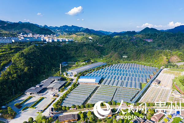 航拍黃絲村風貌。人民網 陽茜攝