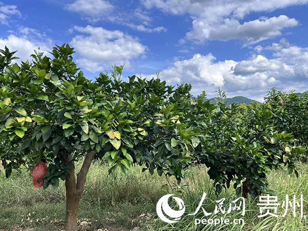 思南縣農村青年科技培訓基地。人民網 陳潔泉攝