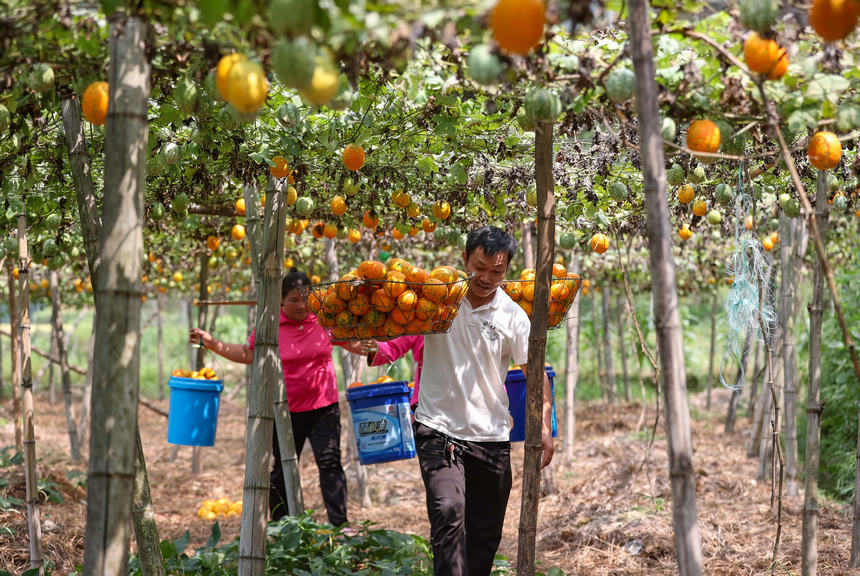9月20日，村民在挑運吊瓜。 
