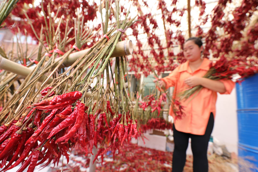 9月21日，村民在晾曬辣椒。