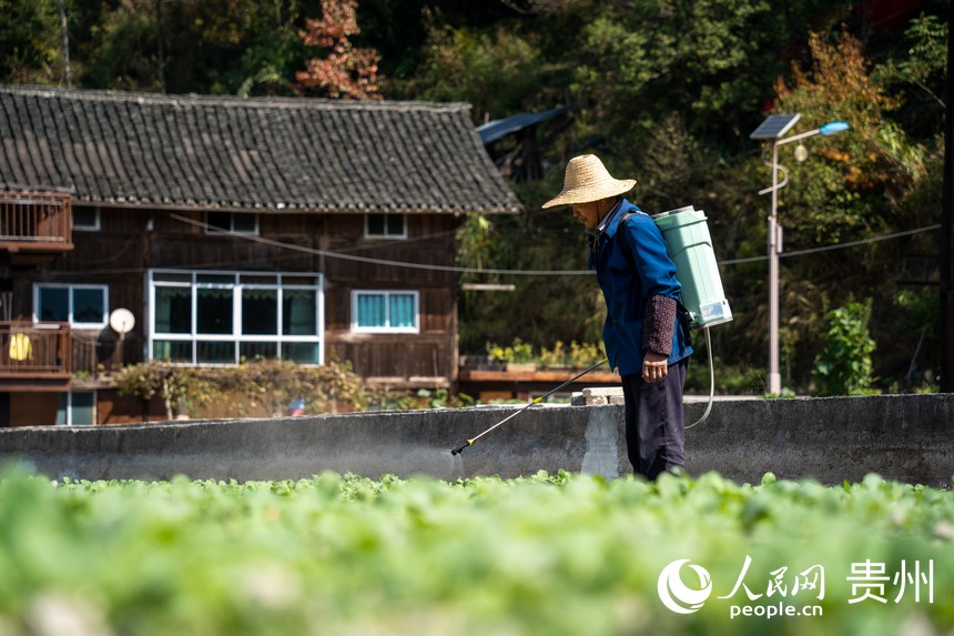 龍塘村村民在田間勞作。人民網 涂敏攝