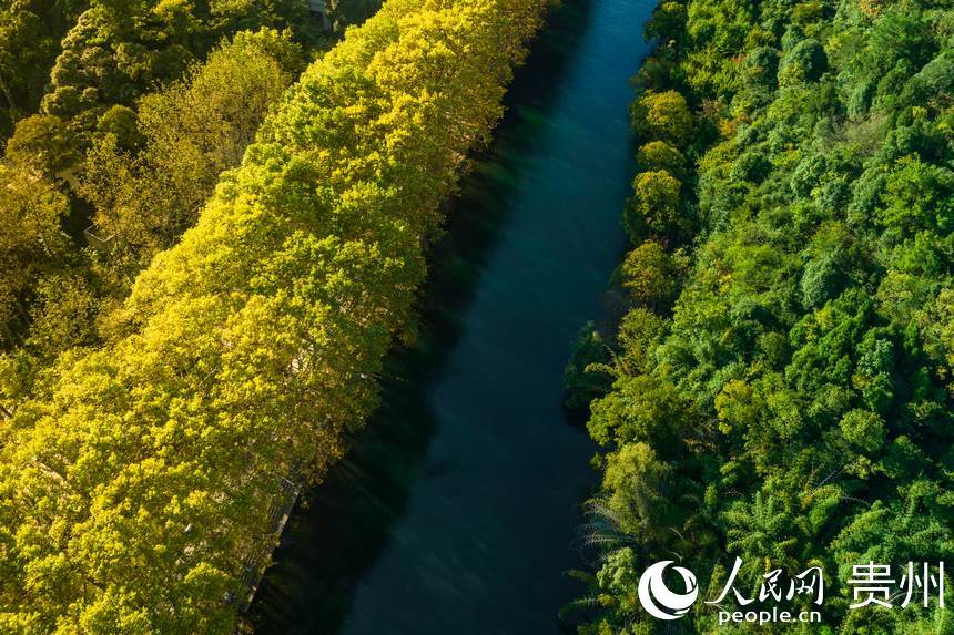黃金大道的秋日一景。人民網 陽茜攝