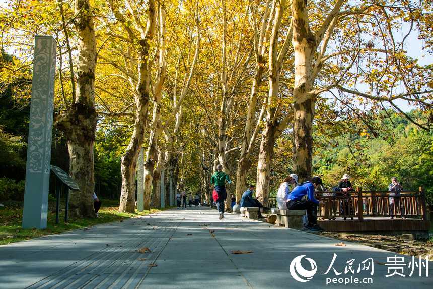 鱗次櫛比的梧桐樹在人行道兩旁一字排開。人民網 陽茜攝