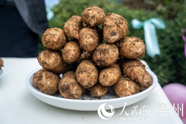 2 開幕式現場展出的貴州赫章烏天麻。人民網記者 涂敏攝