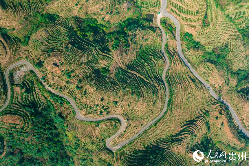 航拍貴州省黔西南州普安縣地瓜鎮屯上村白葉一號感恩茶園。人民網記者 涂敏攝