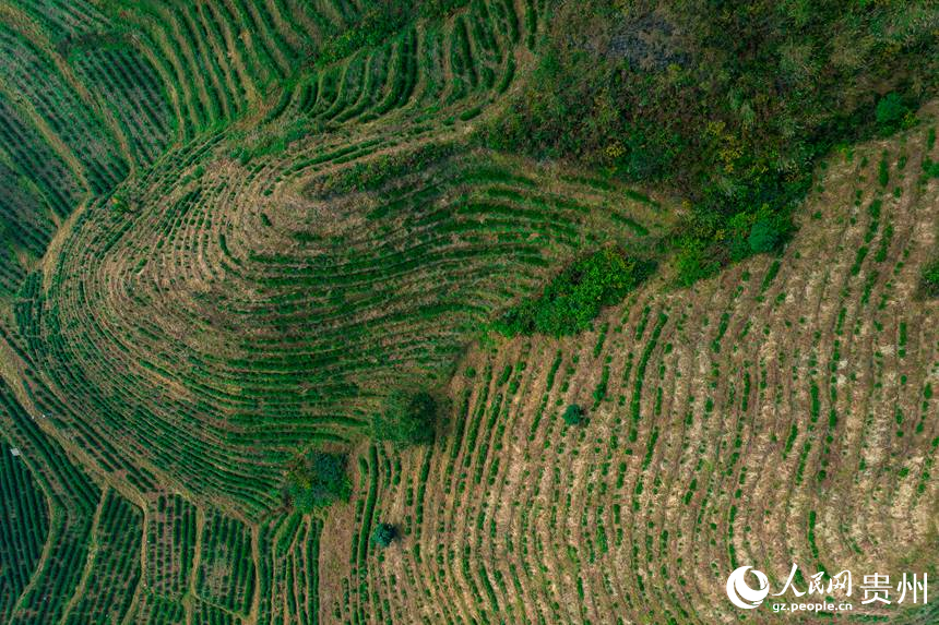 航拍貴州省黔西南州普安縣地瓜鎮屯上村白葉一號感恩茶園。人民網記者 涂敏攝