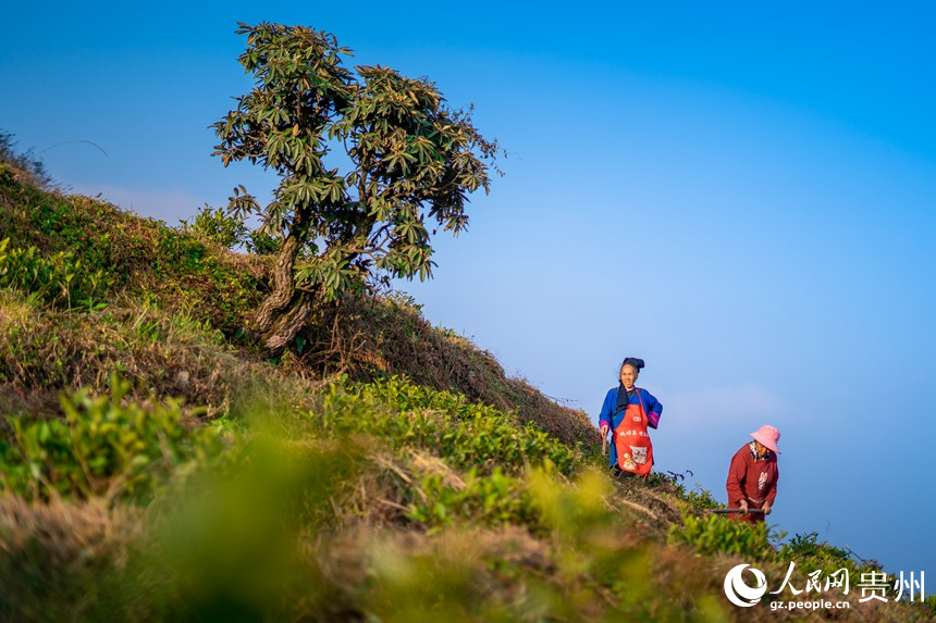 村民們在白葉一號感恩茶園內勞作。人民網記者 涂敏攝