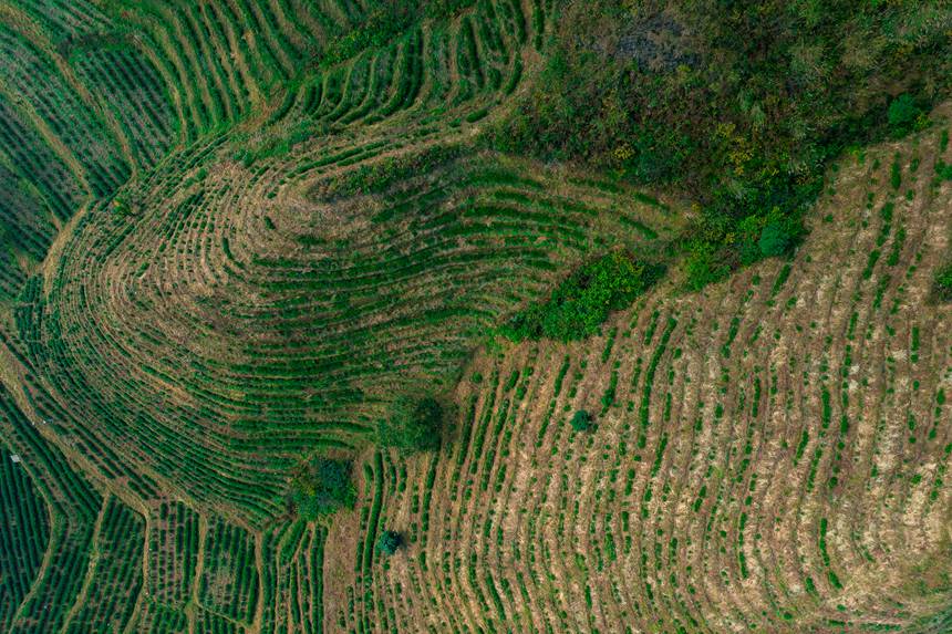 5 航拍貴州省黔西南州普安縣地瓜鎮屯上村白葉一號感恩茶園。人民網記者 涂敏 攝
