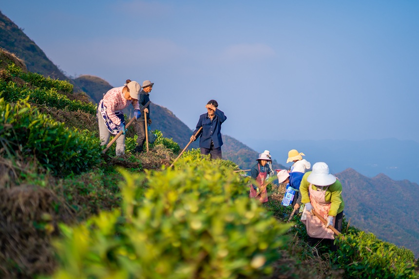 8 村民們在白葉一號感恩茶園內勞作。人民網記者 涂敏 攝