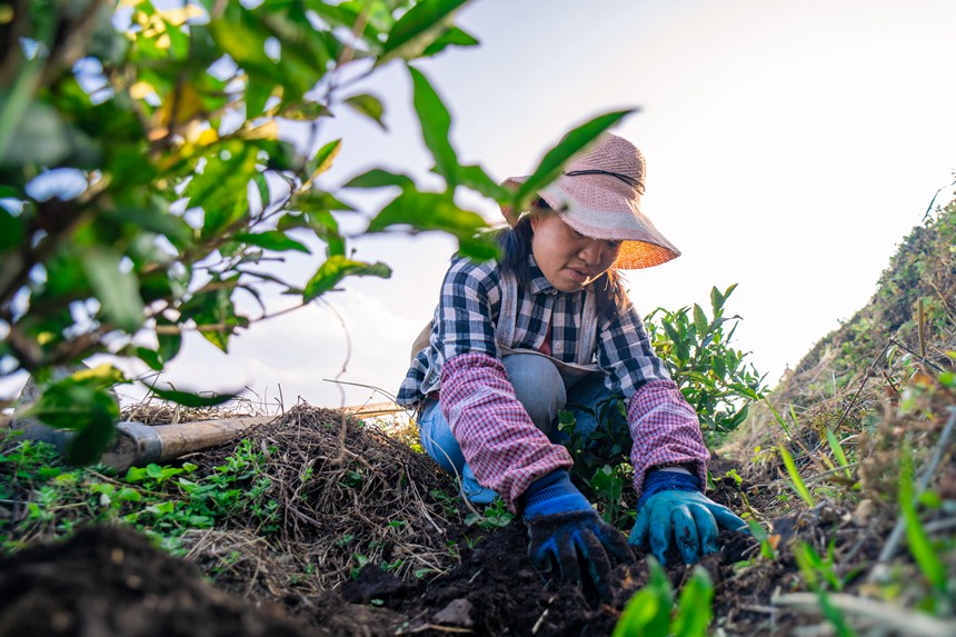 12 村民們在白葉一號感恩茶園內勞作。人民網記者 涂敏 攝