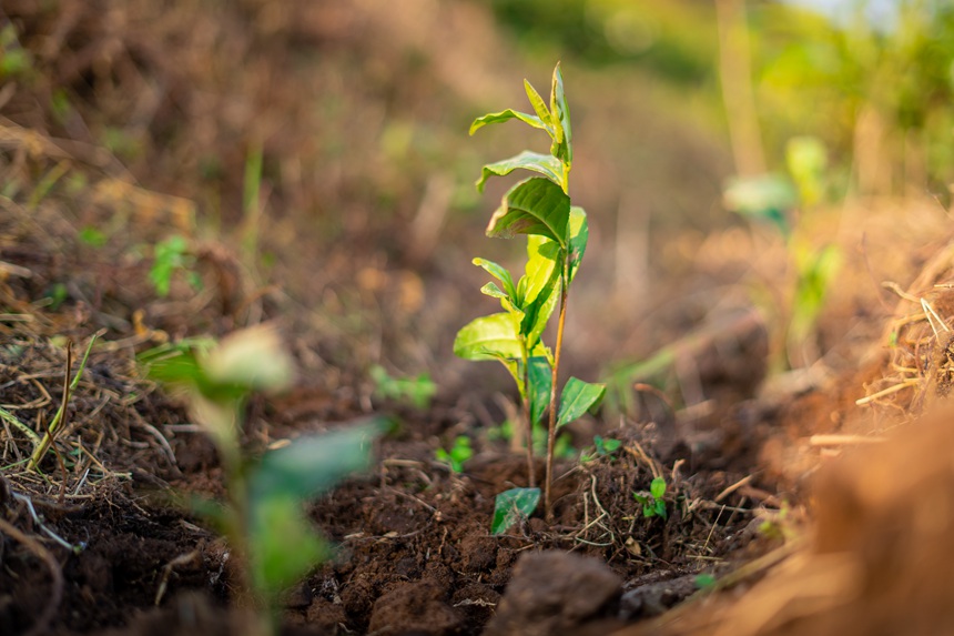 13 村民們剛剛補種的白葉一號茶苗。人民網記者 涂敏 攝