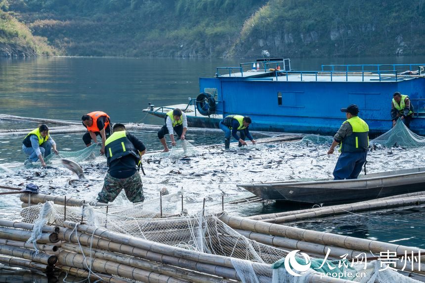 起捕儀式現場。人民網記者 涂敏攝