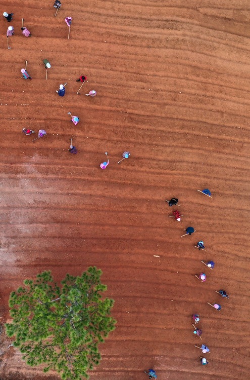 12月5日，村民在太子參種植基地整理苗床（無人機照片）。