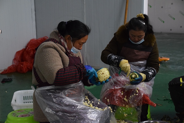 工人在給菠蘿削皮。