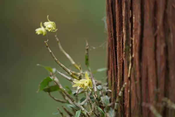 長勢良好的鐵皮石斛。