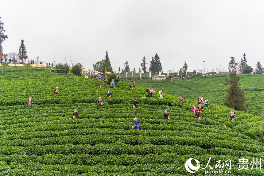 普安縣茶源街道聯盟村茶神谷茶園。人民網 涂敏攝