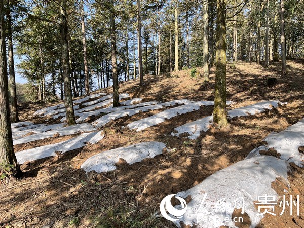 2023年貴陽貴安林下紅托竹蓀種植進行中。 人民網 陳潔泉攝