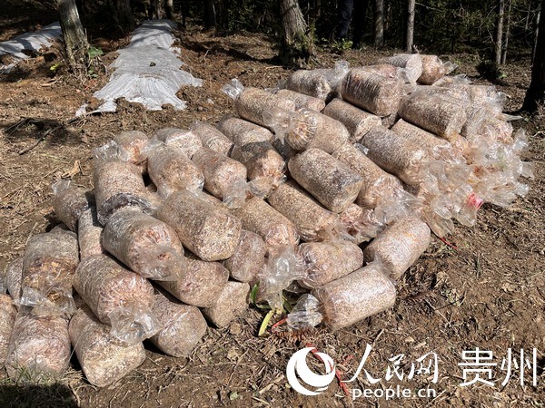 2023年貴陽貴安林下紅托竹蓀種植進行中。人民網 陳潔泉攝