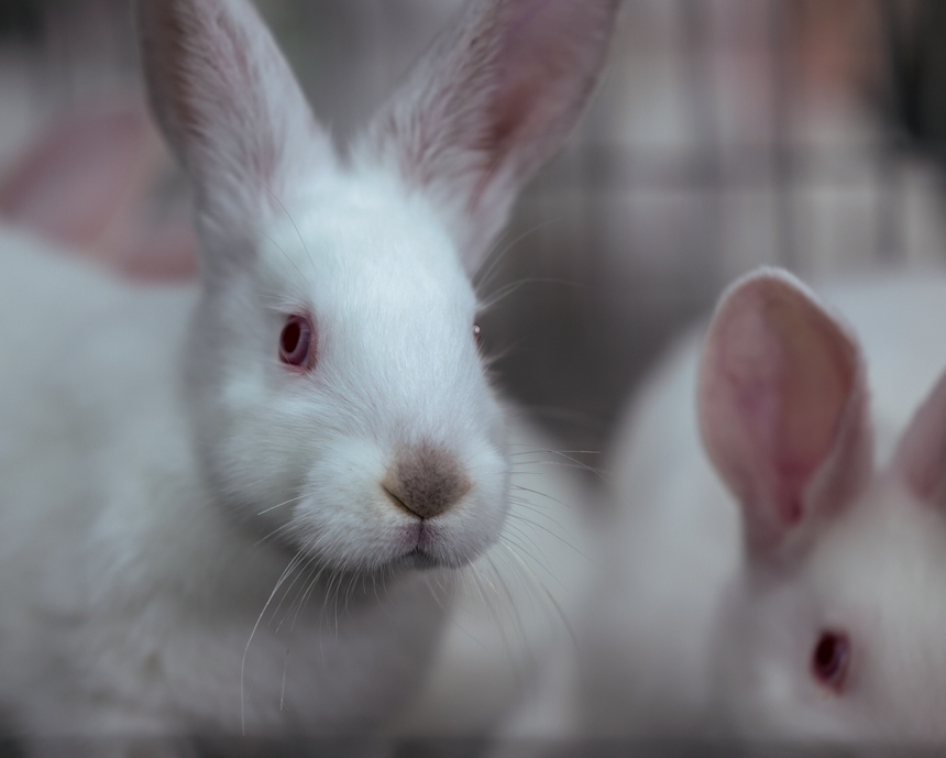 元寶村三田灣種養殖專業合作社拍攝的兔子。