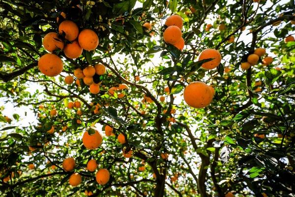 畢節市七星關區清水鋪鎮橙滿園社區碩果累累。陳曦攝