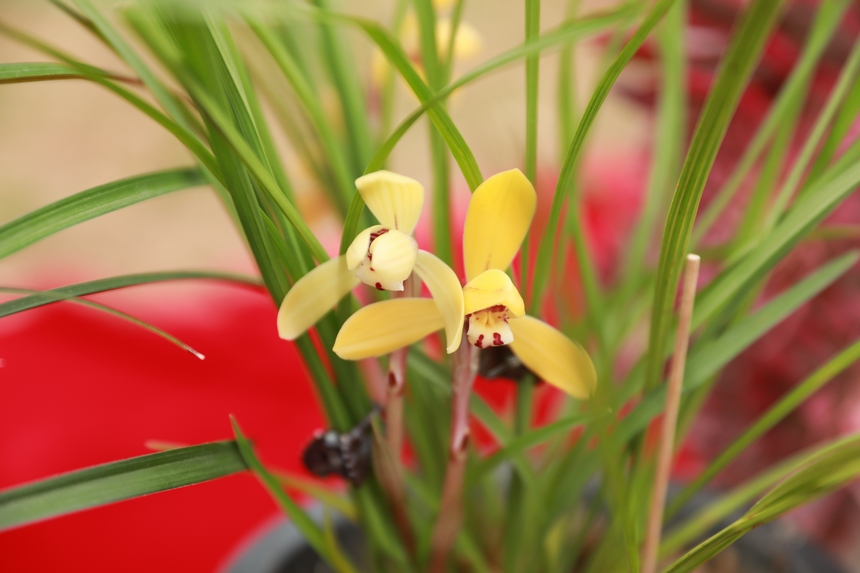 在劍河縣蘭花展上拍攝到的精品蘭花。