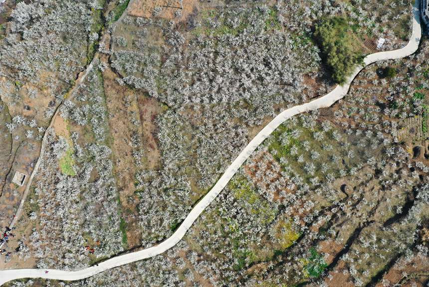 2月27日，貴州省大方縣貓場鎮櫻桃種植基地航拍。李靈攝