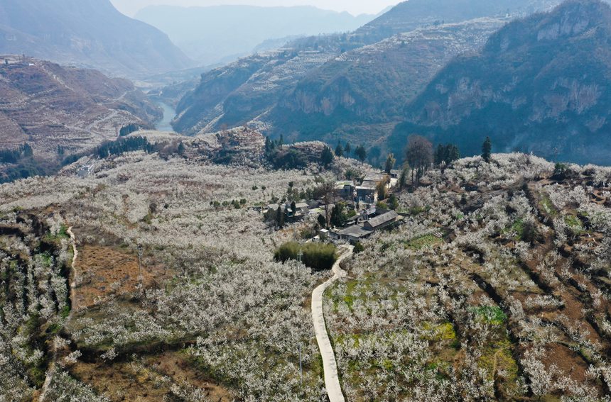 2月27日，貴州省大方縣貓場鎮櫻桃種植基地航拍。周訓貴攝