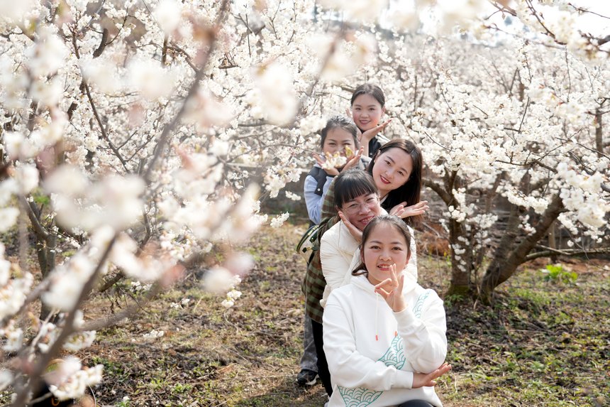 櫻桃花開春色美。