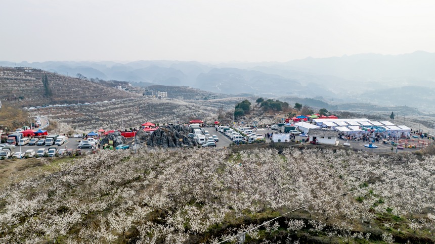 櫻桃花開春色美。