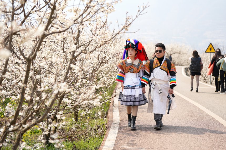 櫻桃花開春色美。