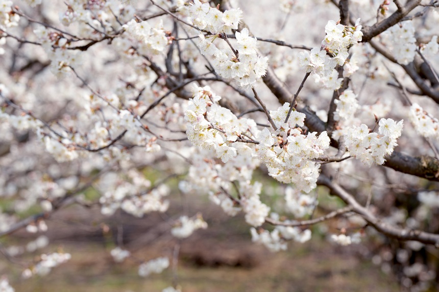 櫻桃花開春色美。