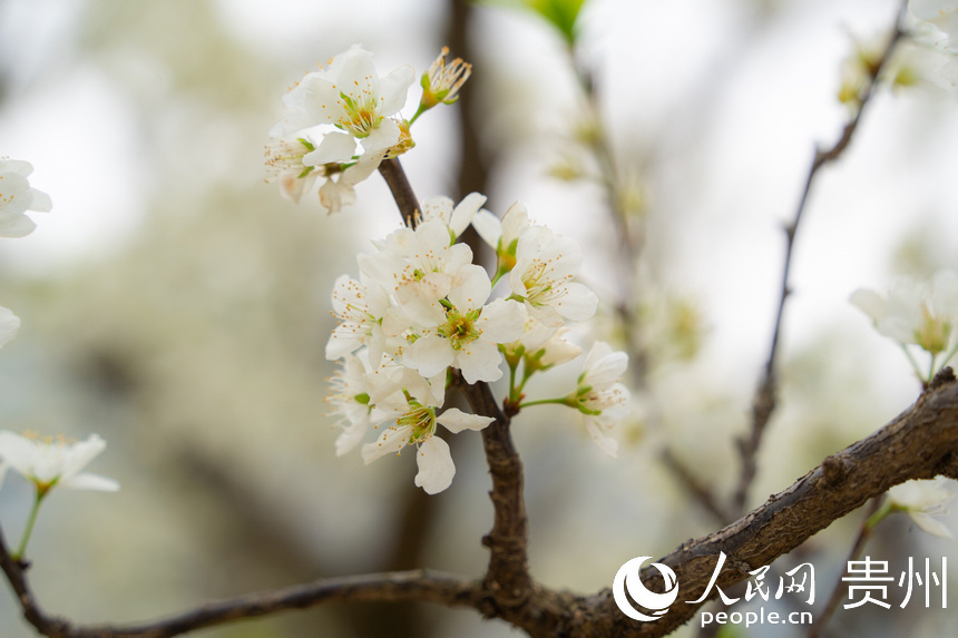 貴州省安順市鎮寧縣六馬鎮的李花綻放。人民網 陽茜攝