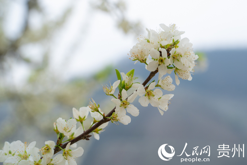 潔白的花朵綴滿枝頭。人民網 陽茜攝